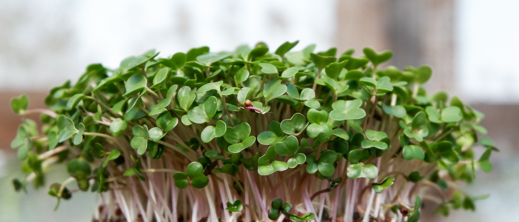 microgreens-pemberton microgreens for sale whistler